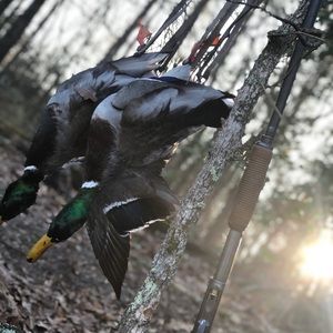 Meet your Posher, Jake